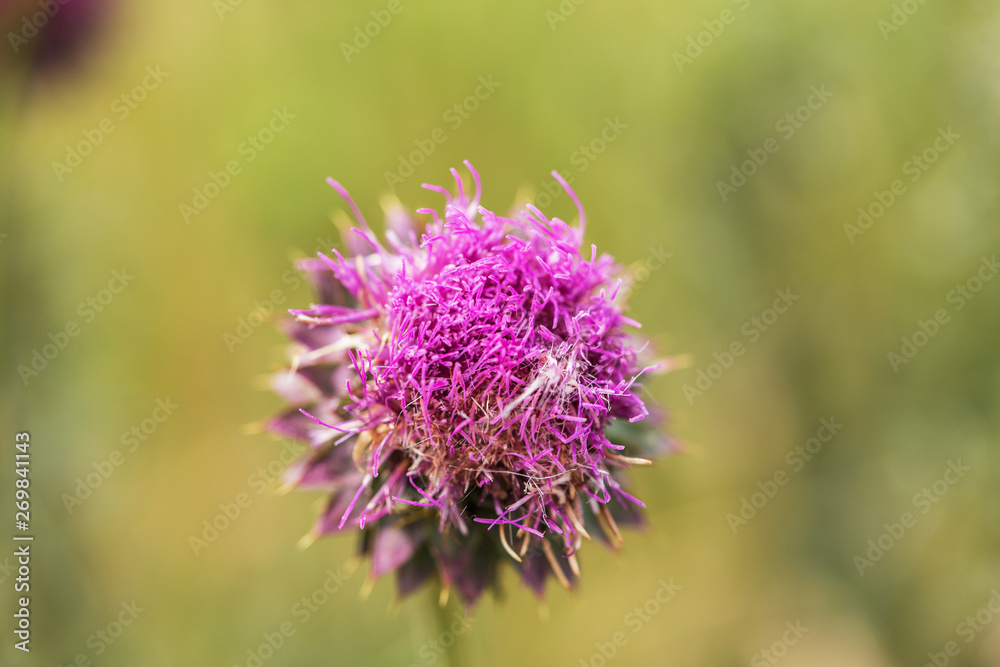Pink thistle flowers in wild (herbal medicine Silybum marianum, milk thistle, Cardus marianus, Mediterranean milk cardus marianus). Floral blue-violet background. Pink spiny flower. Close-up. Nature Pink thistle flowers in wild (herbal medicine Silybum marianum, milk thistle, Cardus marianus, Mediterranean milk cardus marianus). Floral blue-violet background. Pink spiny flower. Close-up. Nature