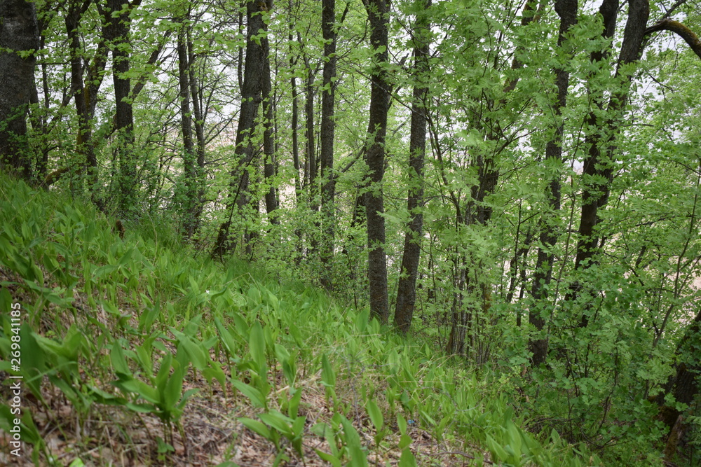 forest, trees and mountain slopes forest, trees and mountain slopes