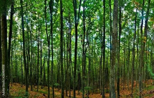 a landscape in deciduous forest 