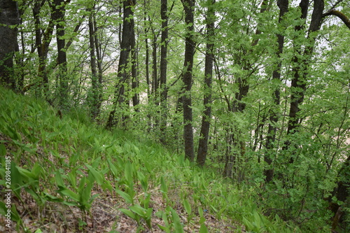 forest  trees and mountain slopes