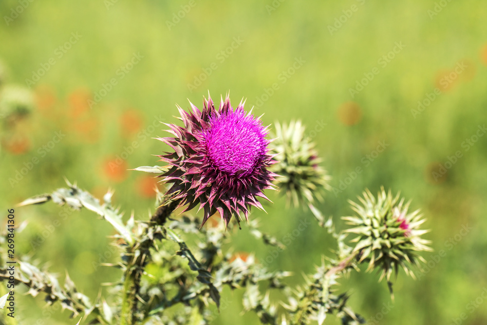 Pink thistle flowers in wild (herbal medicine Silybum marianum, milk thistle, Cardus marianus, Mediterranean milk cardus marianus). Floral blue-violet background. Pink spiny flower. Close-up. Nature Pink thistle flowers in wild (herbal medicine Silybum marianum, milk thistle, Cardus marianus, Mediterranean milk cardus marianus). Floral blue-violet background. Pink spiny flower. Close-up. Nature