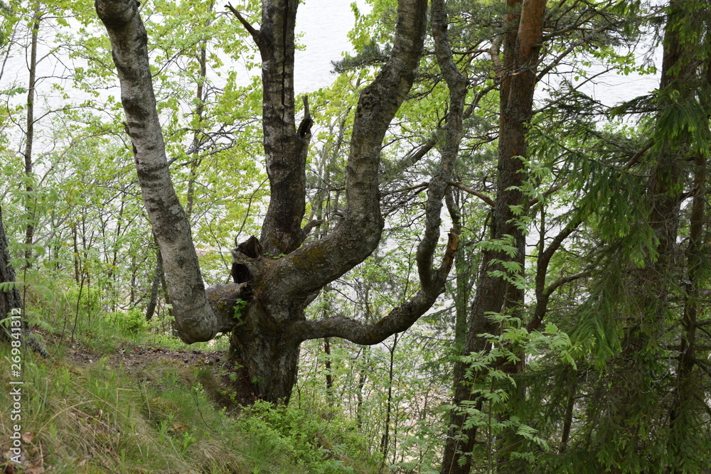 forest, trees and mountain slopes forest, trees and mountain slopes