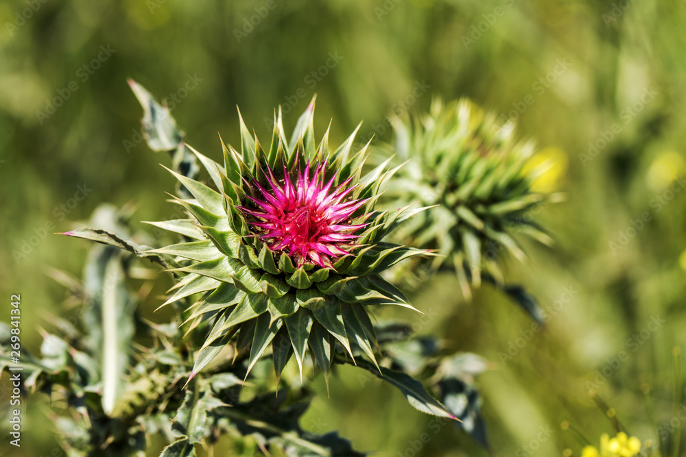 Pink thistle flowers in wild (herbal medicine Silybum marianum, milk thistle, Cardus marianus, Mediterranean milk cardus marianus). Floral blue-violet background. Pink spiny flower. Close-up. Nature Pink thistle flowers in wild (herbal medicine Silybum marianum, milk thistle, Cardus marianus, Mediterranean milk cardus marianus). Floral blue-violet background. Pink spiny flower. Close-up. Nature