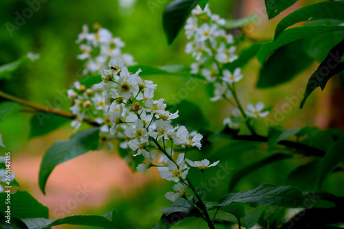 braa branch of a blossoming bird cherrynch of a blossoming apple tree photo