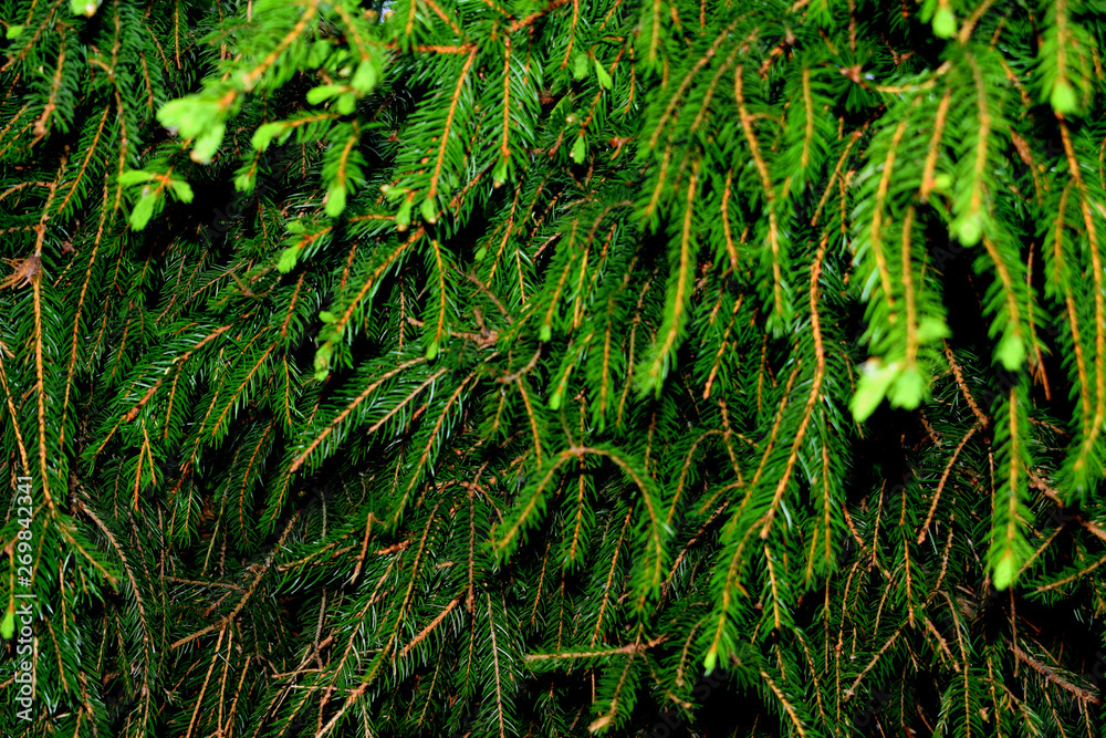 fir-tree branches covered with pine needles and young buds fir-tree branches covered with pine needles and young buds