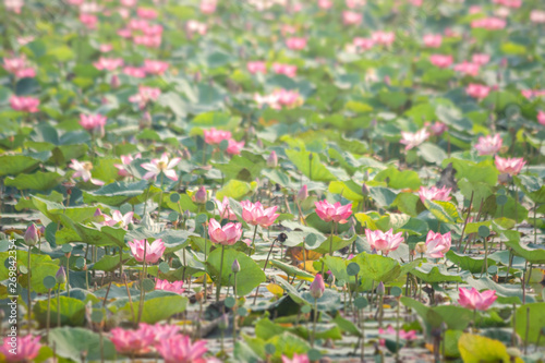 Pink lotus blossom in a pond