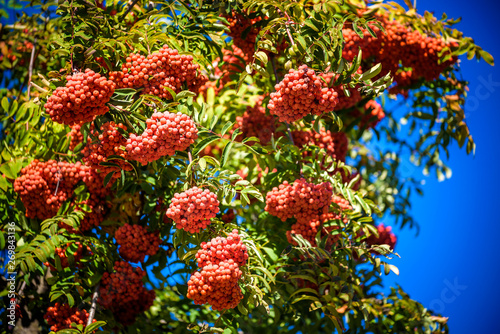 Rowan on a branch. Red rowan. Rowan berries on rowan tree. Sorbus aucuparia © pahis