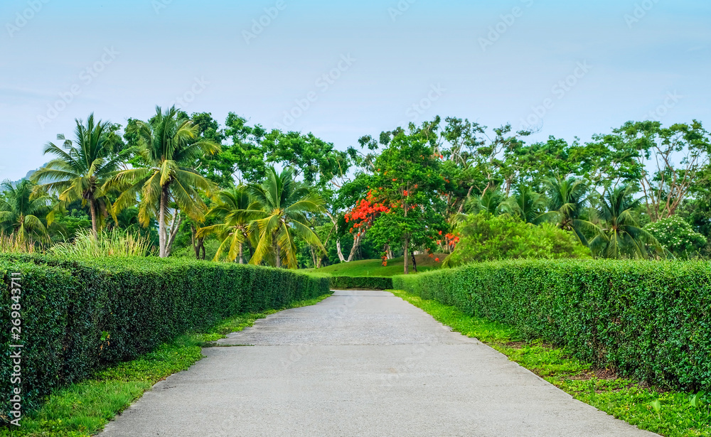 Obraz premium green hedge with path way in garden