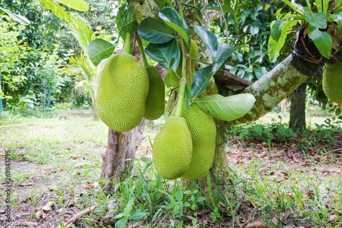jackfruit on tree in garden farm