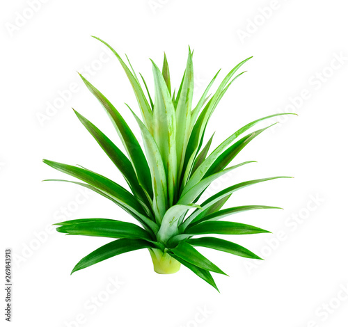top pineapple leaf crown