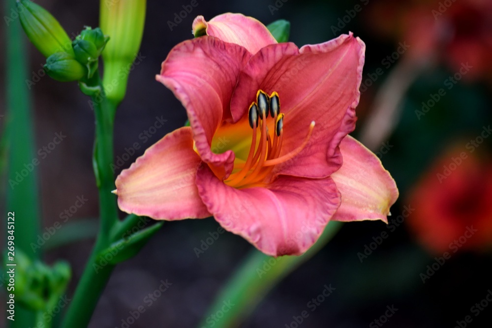 Fototapeta premium Beautiful pink color day lily at garden area Georgia, USA
