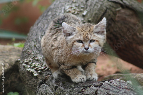 Obraz na płótnie Wildkatze