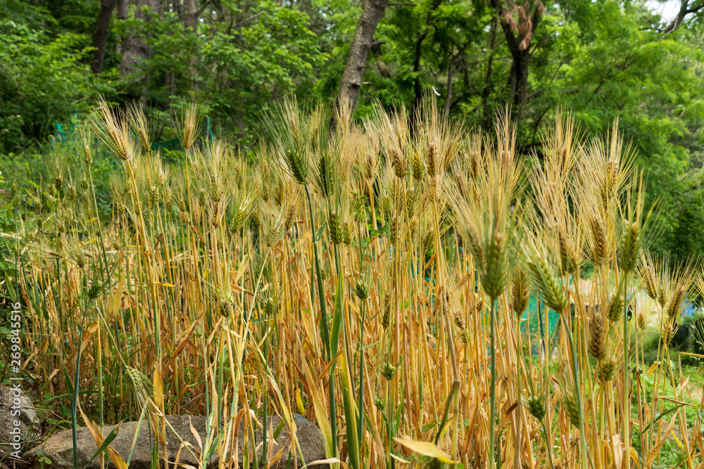 Obraz premium Last May the barley ripen