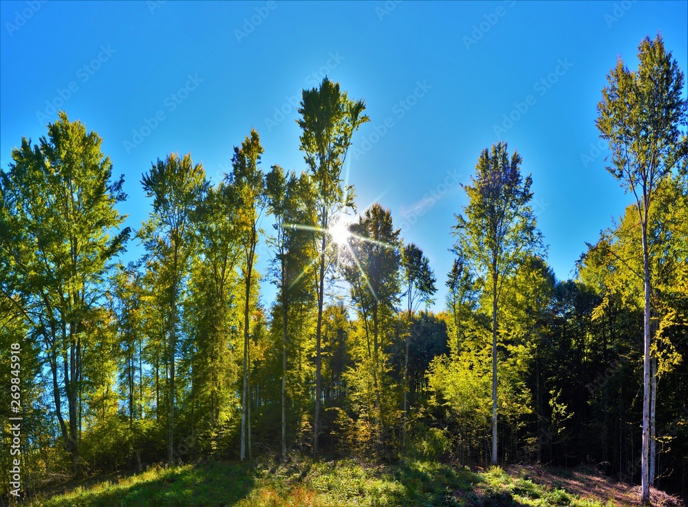 Fototapeta premium the sun among the branches of trees in the forest