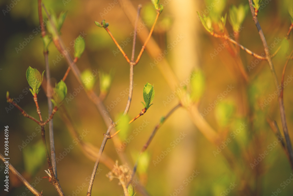 Beautiful fresh green leaves on the branches at sunset in spring Beautiful fresh green leaves on the branches at sunset in spring