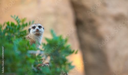 Canvas Print Meerkat or suricate (Suricata suricatta)
