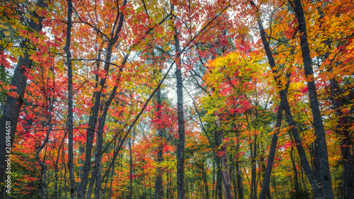 Beautiful colorful fall foliage in a forest