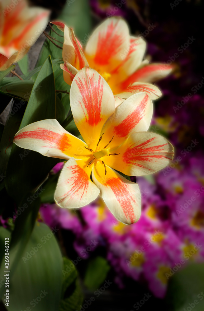 Fototapeta premium flower