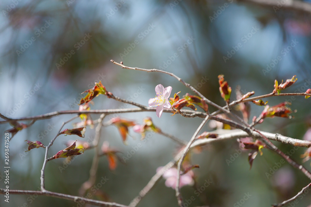 Beautiful Sakura Flower or Cherry Blossom on blue sky Background Beautiful Sakura Flower or Cherry Blossom on blue sky Background