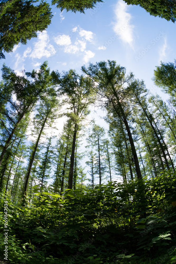 Obraz premium 緑のカラマツ林と夏の青空
