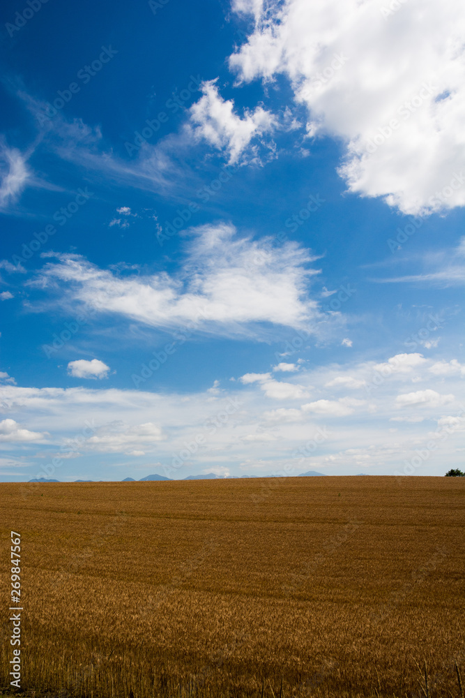 収穫前のムギ畑と夏空