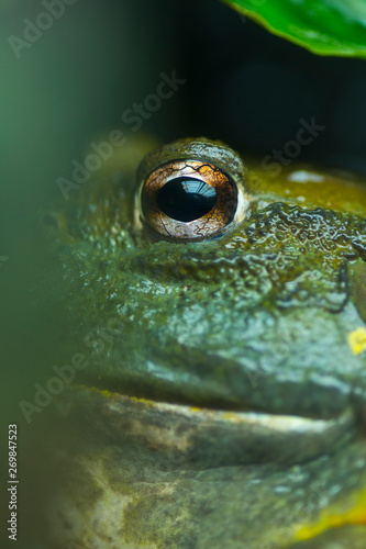 African bullfrog (Pyxicephalus adspersus) photo