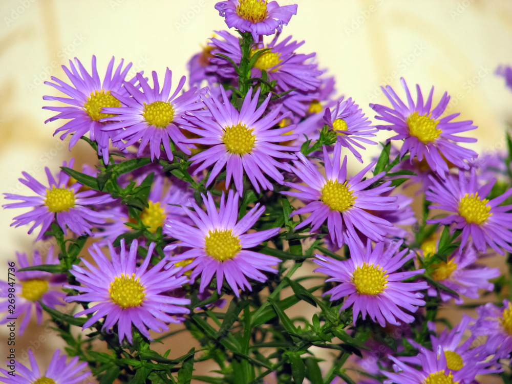 Fototapeta premium purple daisy