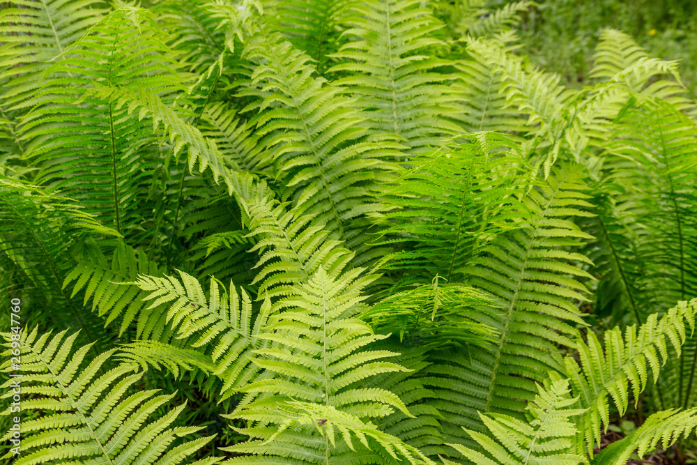 Green fern in a forest Green fern in a forest