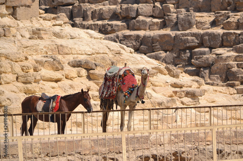 camel and horse near the pyramid photo