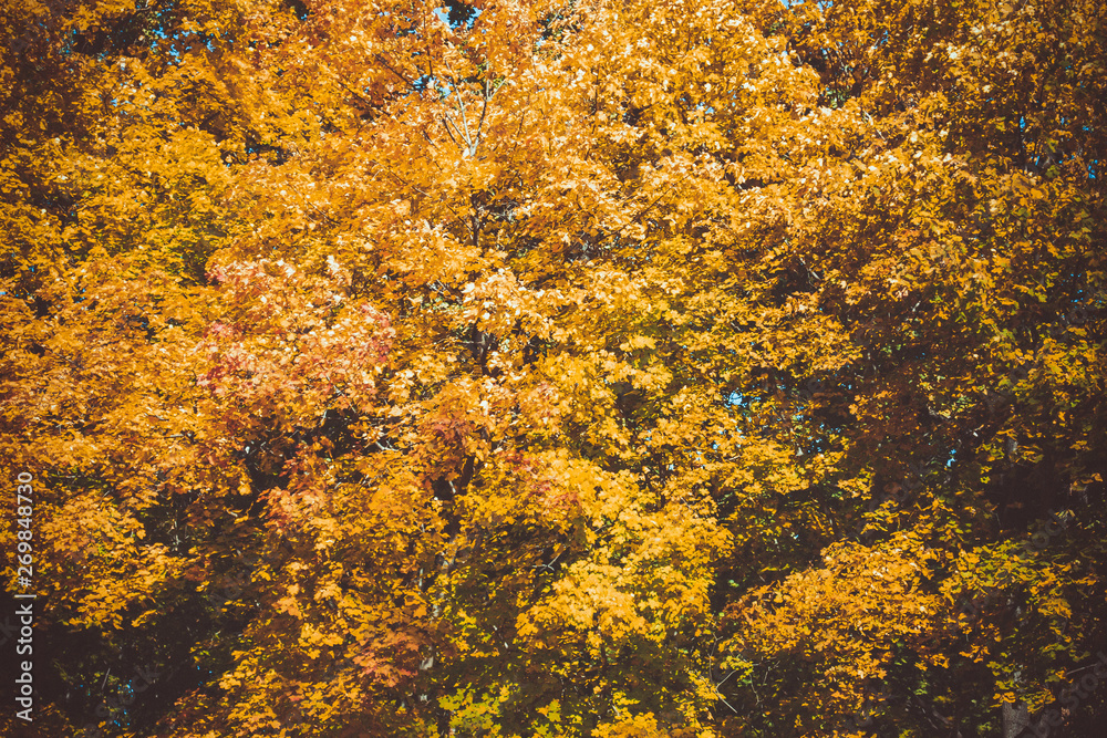 colored autumn trees (forest)