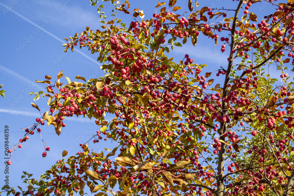 tree a dogrose with red fruits in the autumn tree a dogrose with red fruits in the autumn