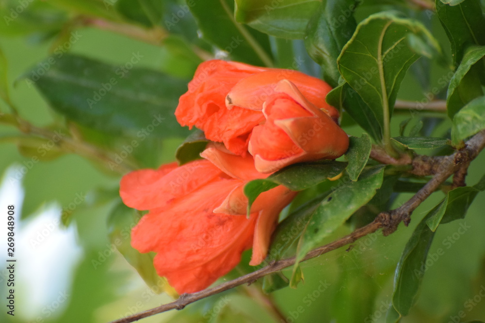 Fototapeta premium Beautiful summer pomegranate flowers garden 