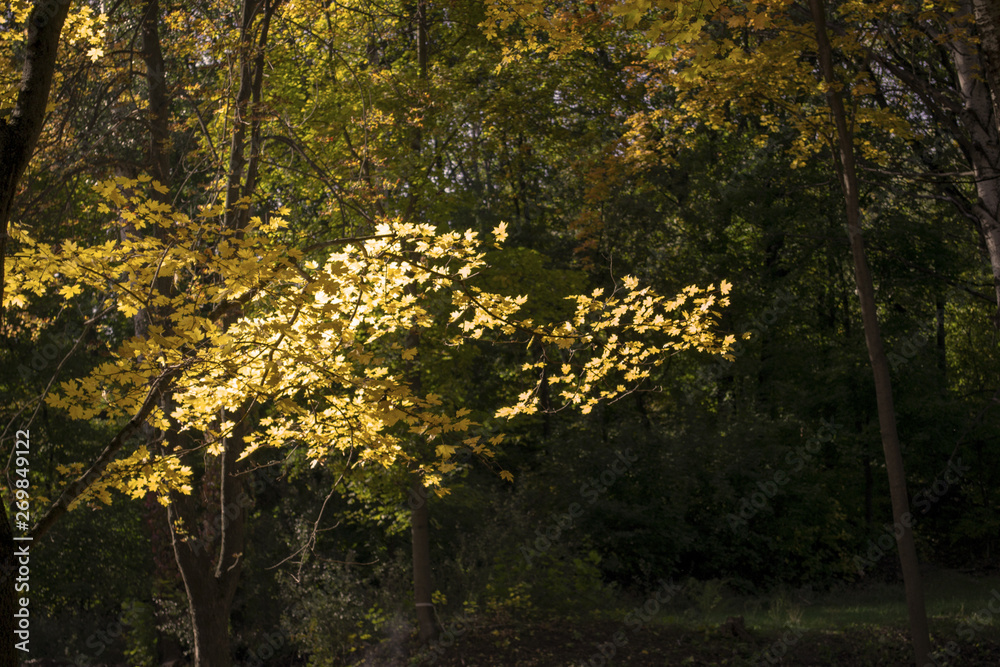 Obraz premium colored autumn trees (forest)