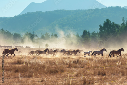 Canvas Print Horse