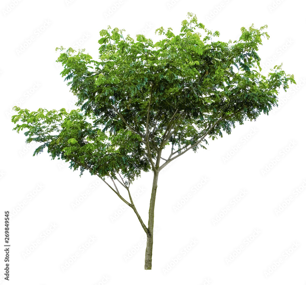 Trees on white background. A beautiful trees from Thailand. Suitable for use in architectural design or Decoration work. Used with natural articles both on print and website. Trees on white background. A beautiful trees from Thailand. Suitable for use in architectural design or Decoration work. Used with natural articles both on print and website.