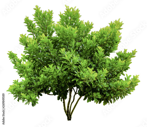 Trees on white background. A beautiful trees from Thailand. Suitable for use in architectural design or Decoration work. Used with natural articles both on print and website.