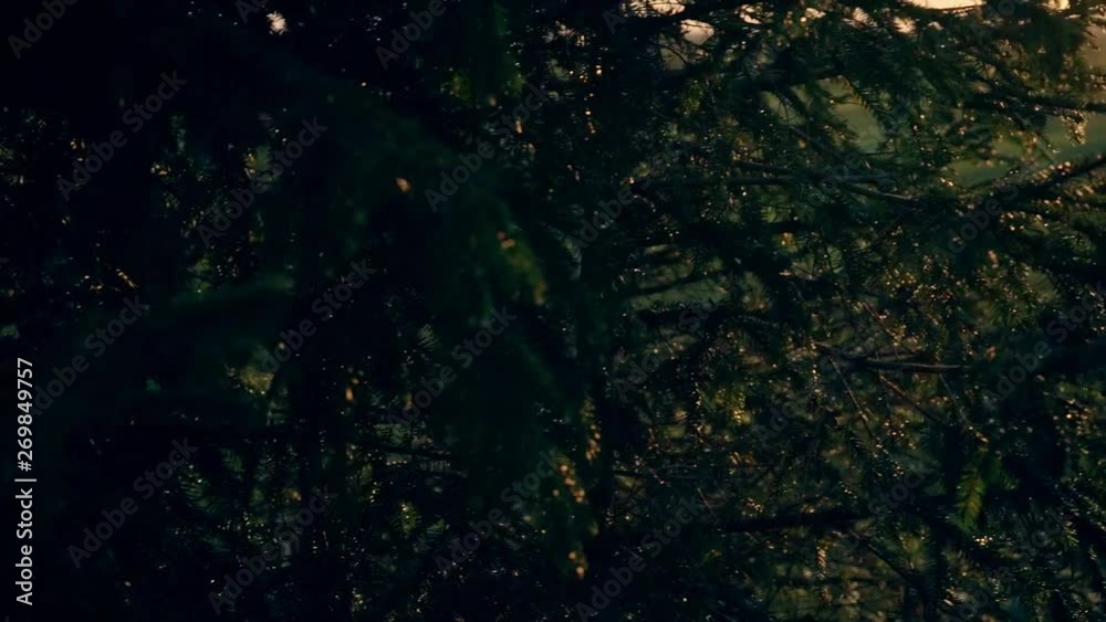 Camera moving through the branches at amazing sunset. Summer nature landscape. Slow motion steadicam footage.