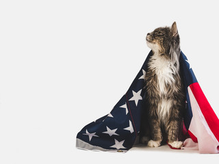 Cute, charming kitten and American Flag on a white, isolated background. Close-up, side view. Studio photo shoot. Preparation for the national holiday. Congratulations for family, friends, colleagues