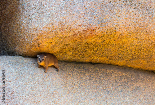 Rock hyrax (Procavia capensis) or Cape hyrax