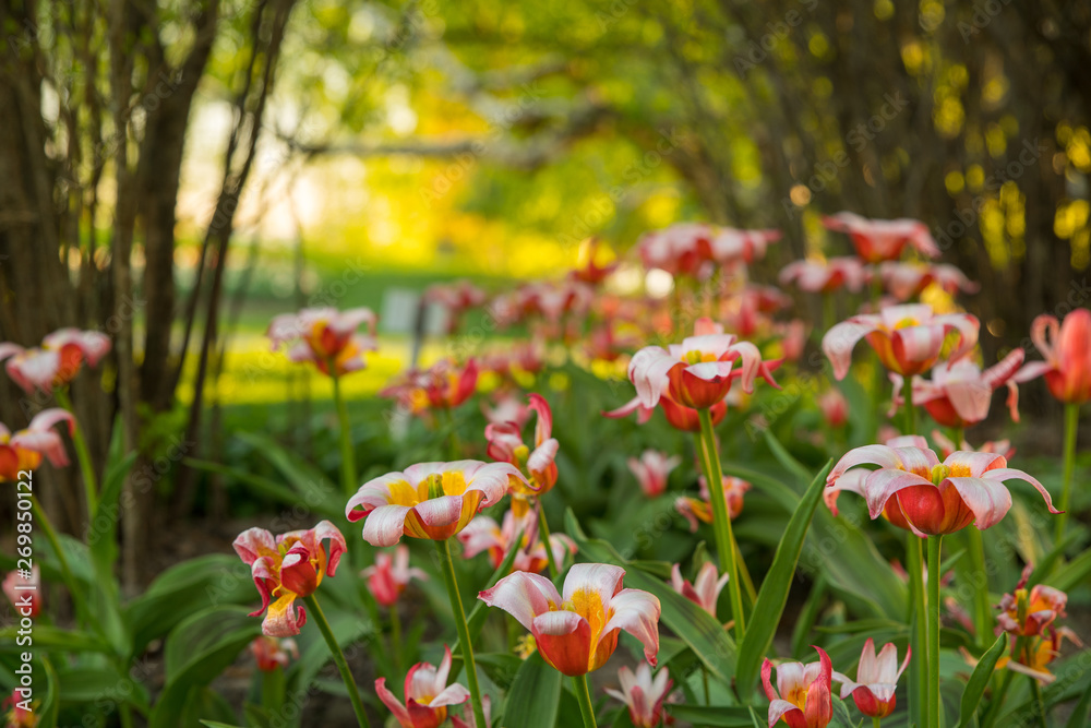 Fototapeta premium field of red flowers