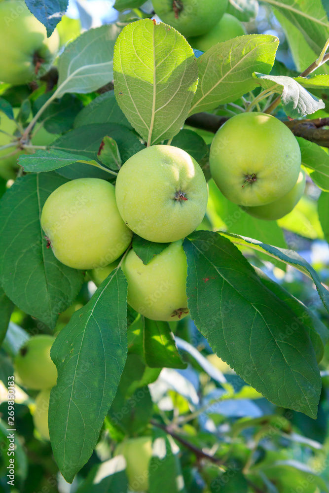 Green immature apples on a branch of the tree in the garden. Green immature apples on a branch of the tree in the garden.