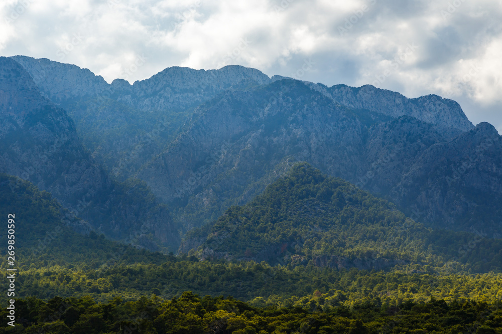 Naklejka premium forest in the mountains