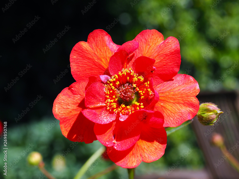 Obraz premium Blooming red Gaum flower on a sunny day during Spring time