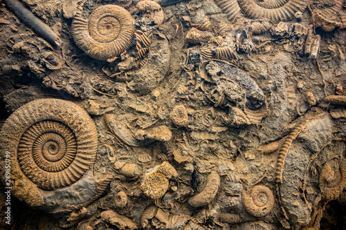 Close up of a prehistoric bottom of an ocean with various fossils of Ammonoidea,  mollusc animals and other various shells and seashells photo