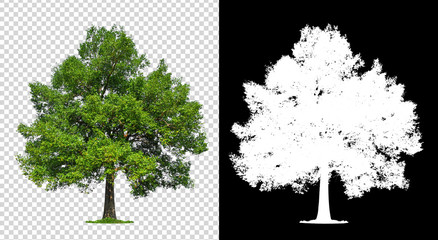single tree on transparent with clipping path
