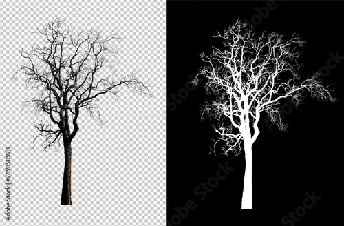 single tree without leaf with clipping path