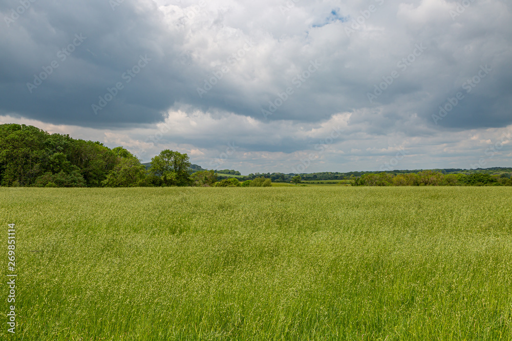 Long grass in a Sussex meadow beneath a cloudy sky