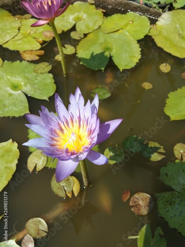 lotus flowers begin to bloom in the morning