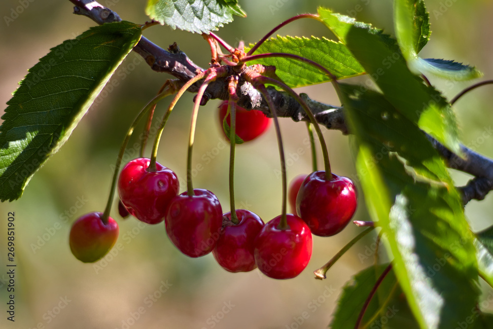 Red cherries in a branch with leaves Red cherries in a branch with leaves