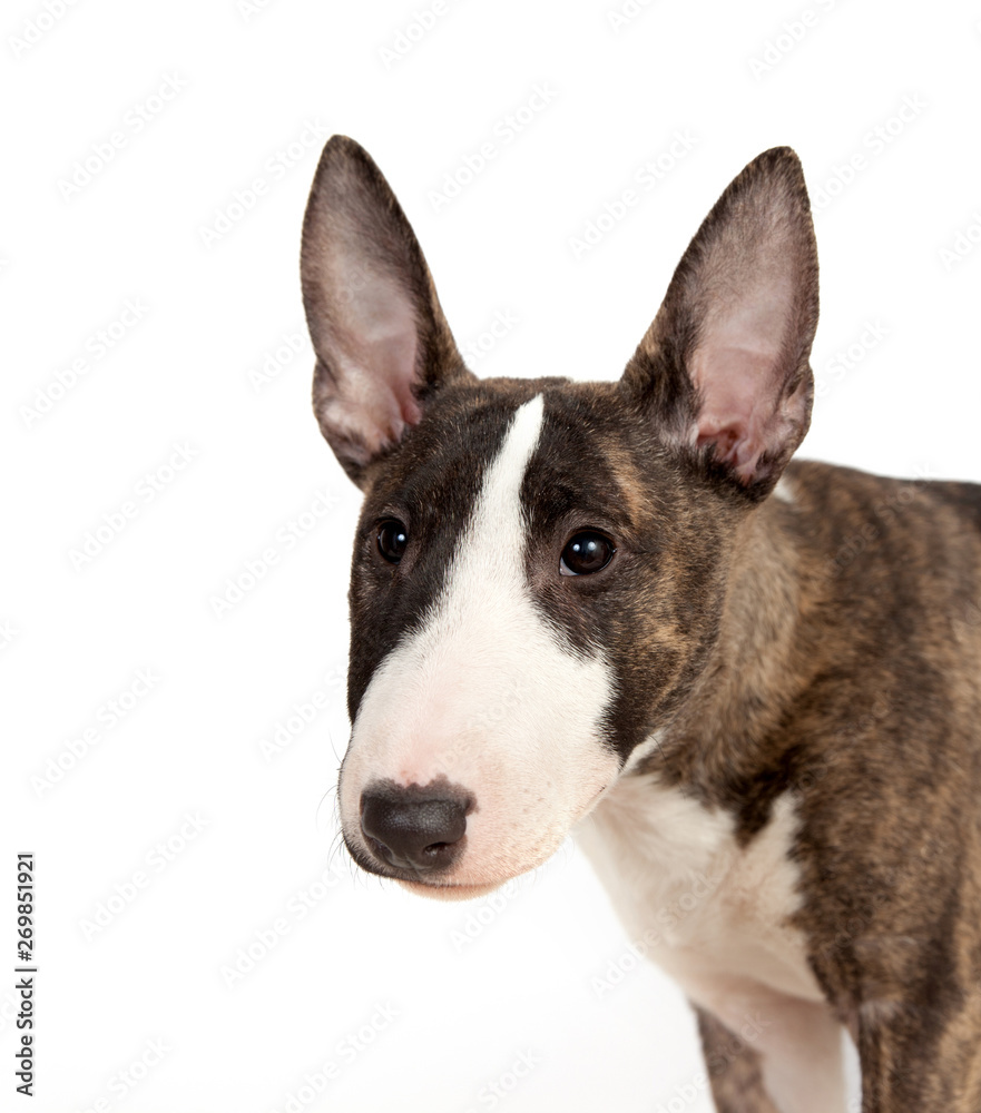Dog breed mini bull terrier portrait on a white background